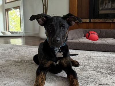 Archie: Sweet Shepherd Mix for Adoption - Potty & Crate Trained, Neutered, Vaccinated, Microchipped