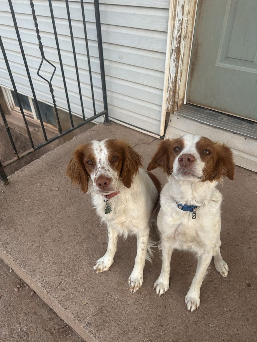Brittany Spaniel Puppies