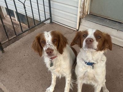 Brittany Spaniel Puppies