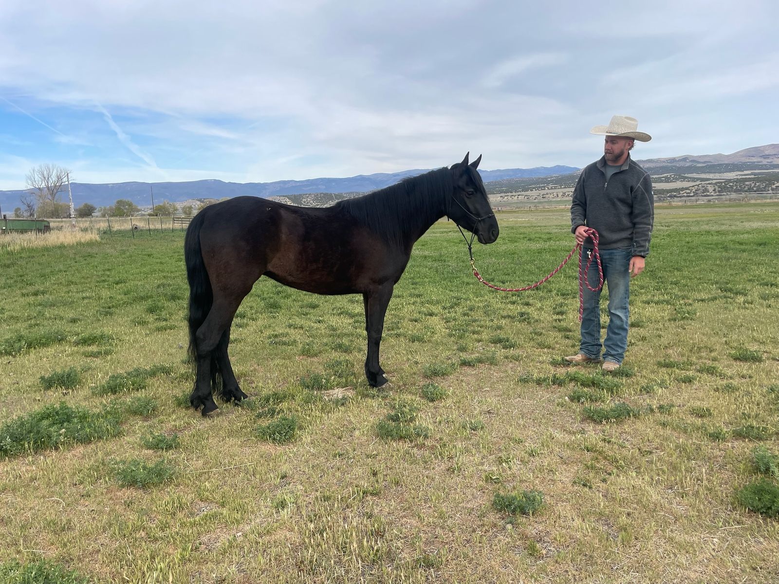 Your new ranch pony