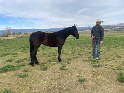 Your new ranch pony