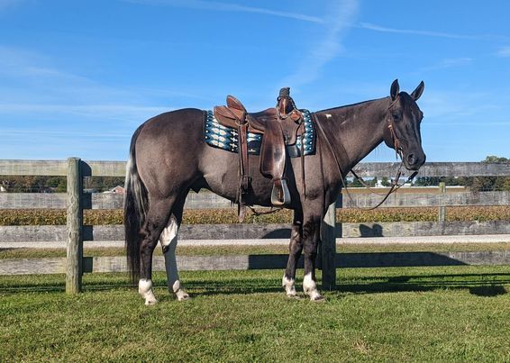 Grulla Tobiano Paint Horse Gelding