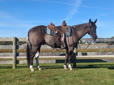 Grulla Tobiano Paint Horse Gelding