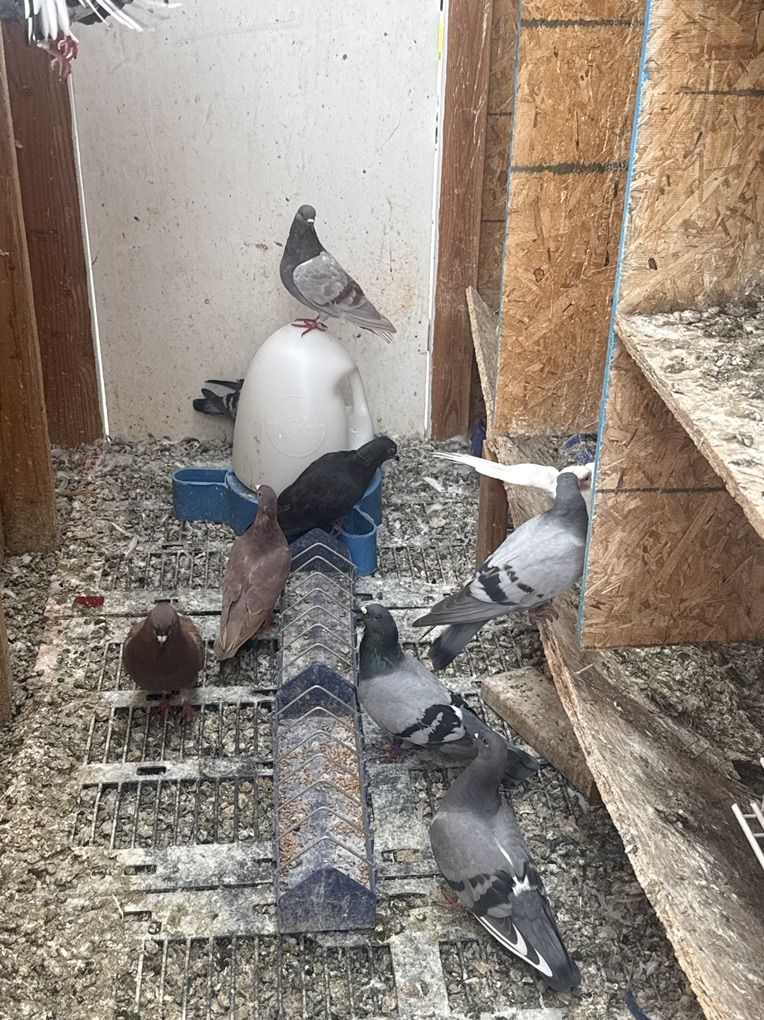 Pigeon