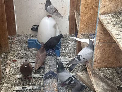 Pigeon