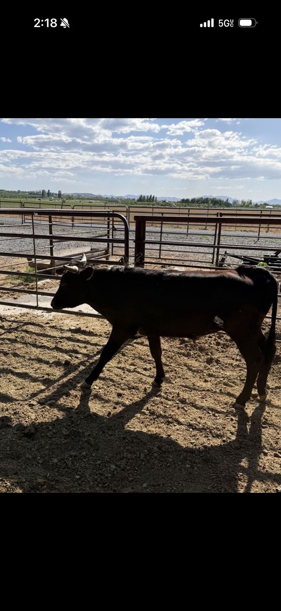 Corriente cows/steer