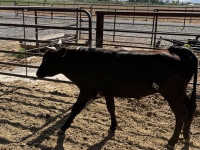 Corriente cows/steer