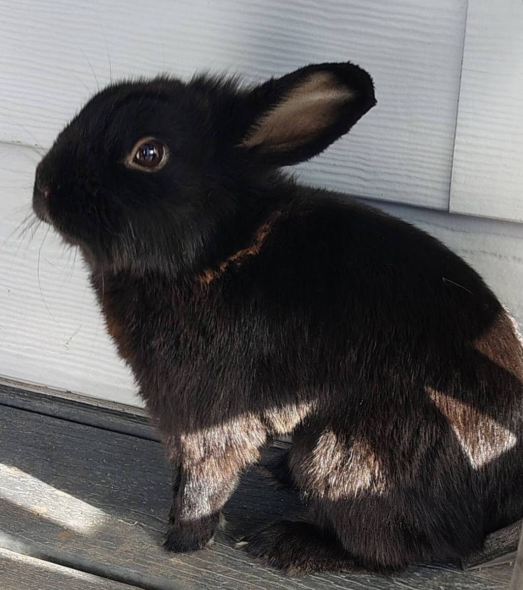 Black bunny pet rabbit young 2yo