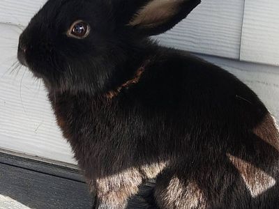 Black bunny pet rabbit young 2yo