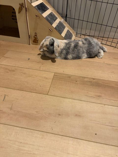 Holland lop Bunnies to a good home