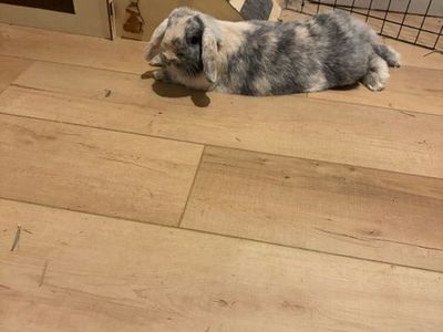 Holland lop Bunnies to a good home