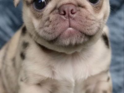 Rare & Exotic Pure Bred Pug Puppies