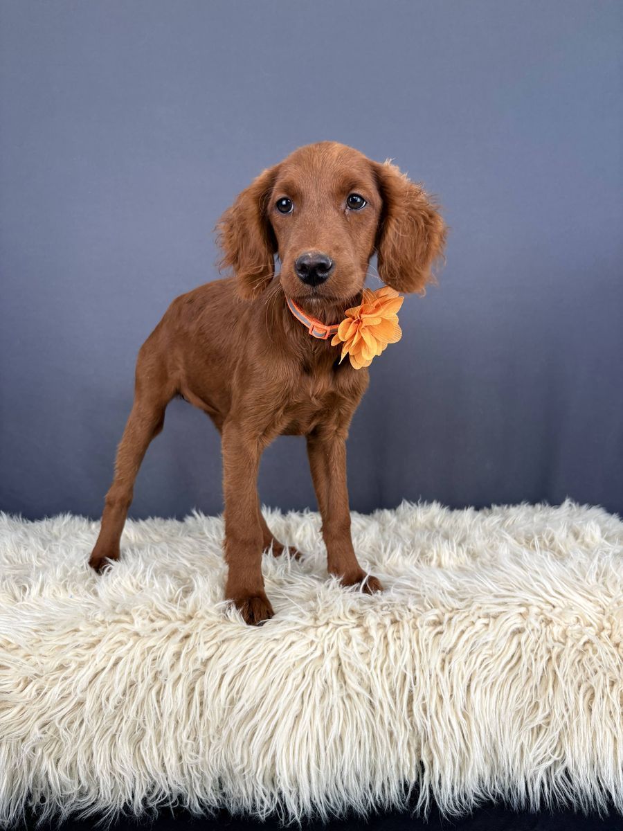 Mesa – 4 mo Mini Golden Retriever (Female)