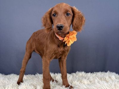 Mesa – 4 mo Mini Golden Retriever (Female)