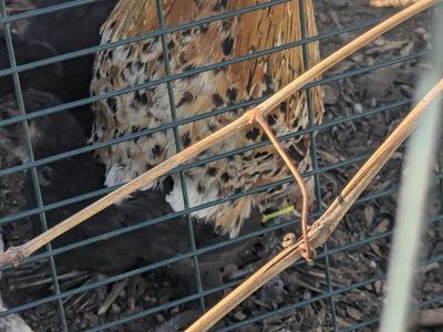 Millie D'Fluer Rooster Breeder Show quality