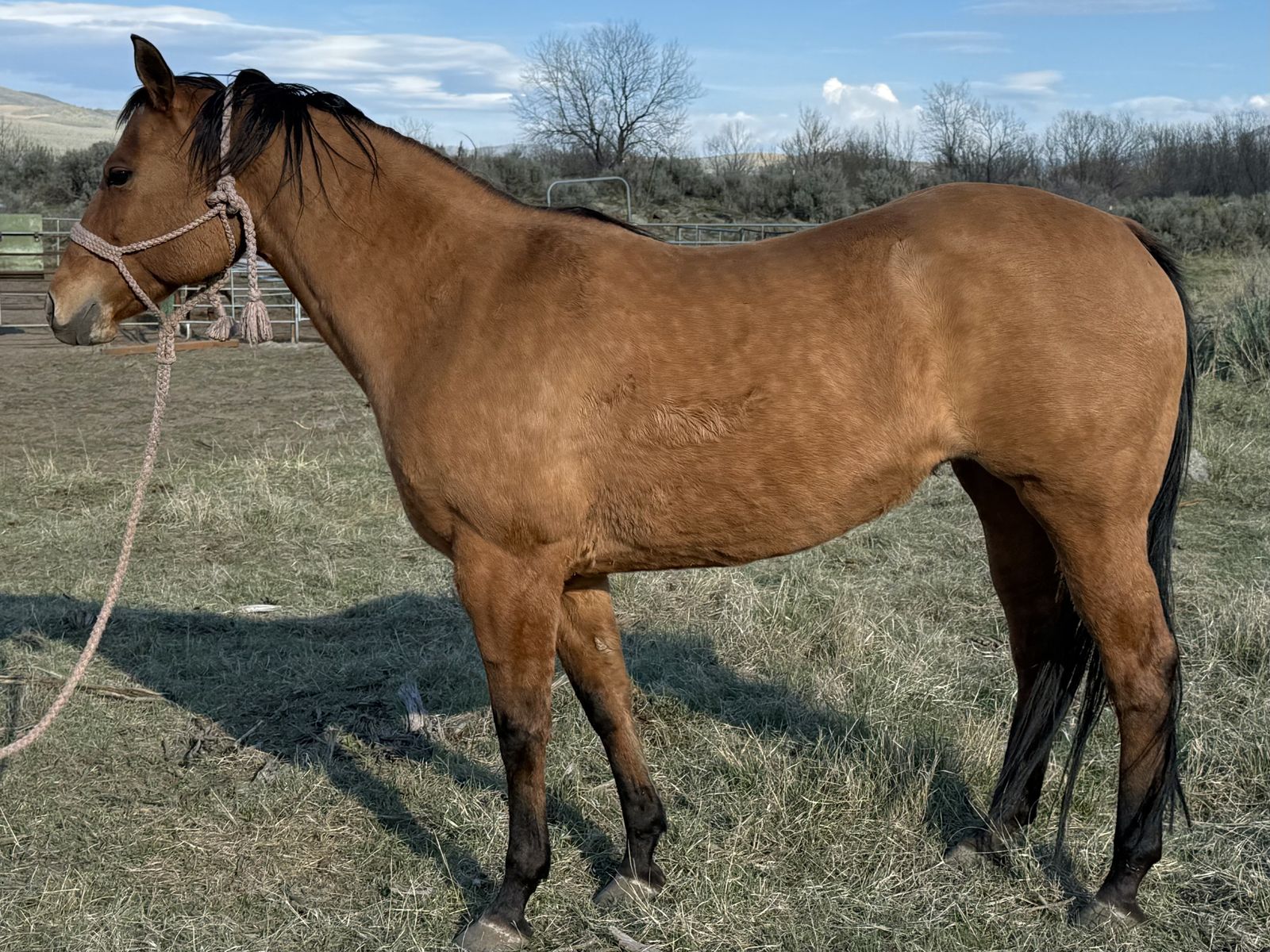 14yr old Grade dun mare