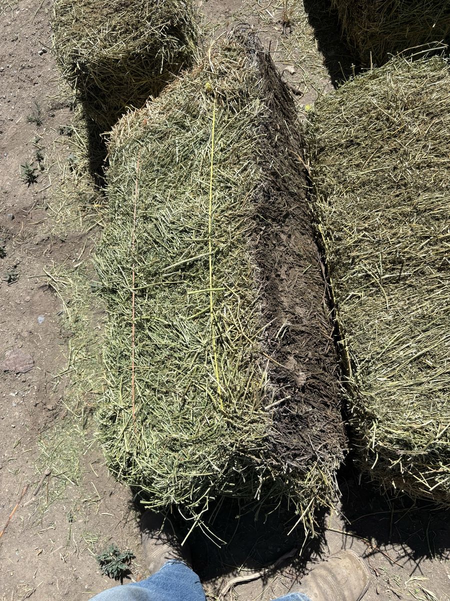 Cow hay