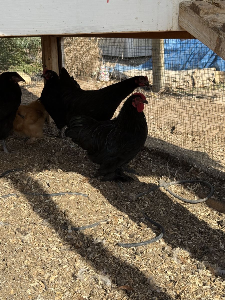Free Bantam Silkie Rooster