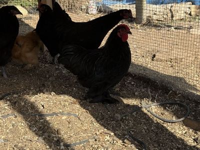Free Bantam Silkie Rooster