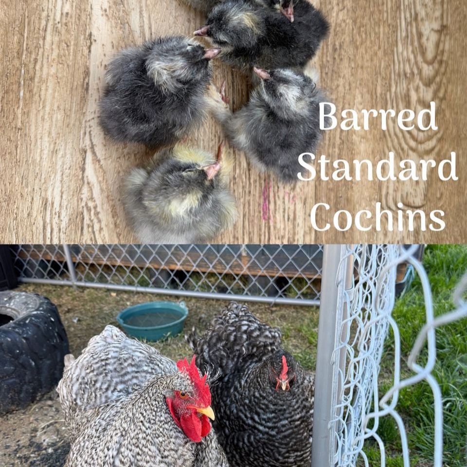 Barred Cochins chicks