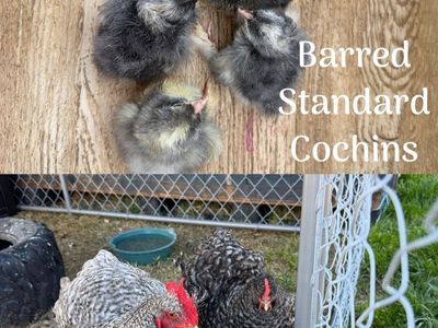 Barred Cochins chicks