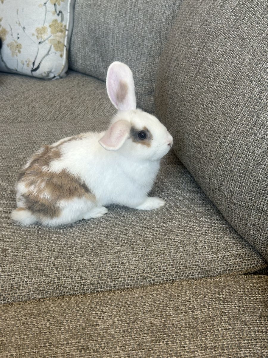 Rabbits/Bunnies
