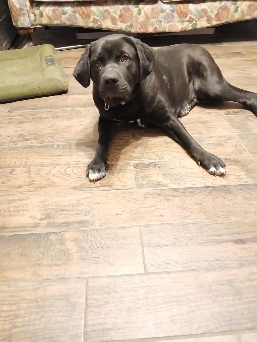 Lab st bernard