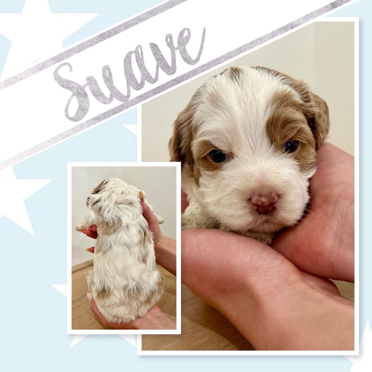 Mini/toy Cockapoo’s