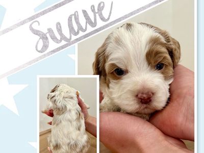 Mini/toy Cockapoo’s