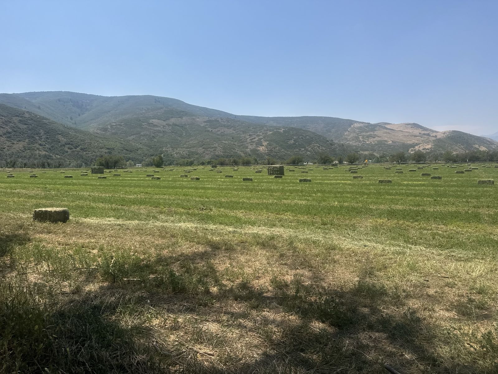 65 lb Alfalfa Hay Bales - in 21 Bale Bundles