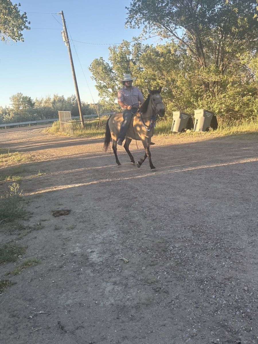 Cowboy Broke Buckskin Riding Horse