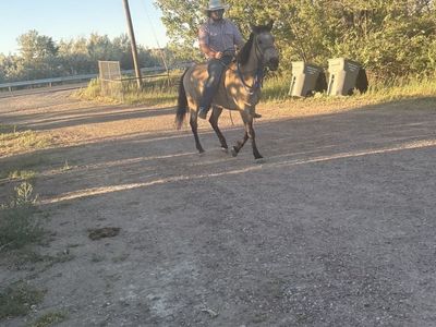 Cowboy Broke Buckskin Riding Horse