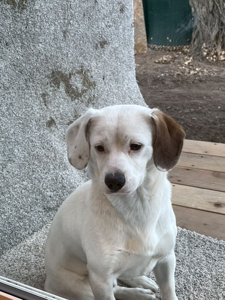 1Yr Old Chihuahua- Cooper