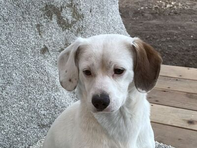 1Yr Old Chihuahua- Cooper