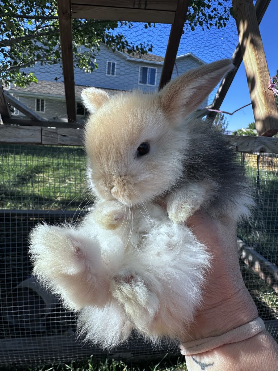 Holland Lop Bunnies
