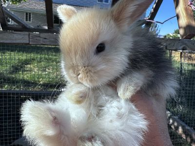 Holland Lop Bunnies