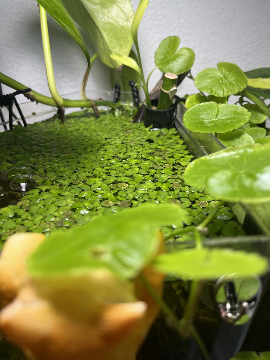 Giant Duckweed Aquarium Floating plants