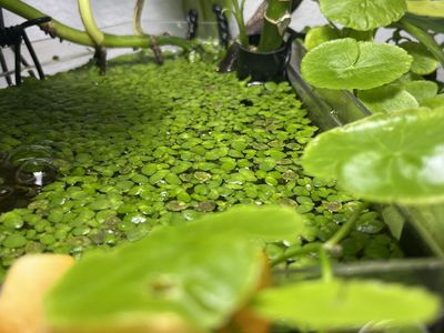 Giant Duckweed Aquarium Floating plants