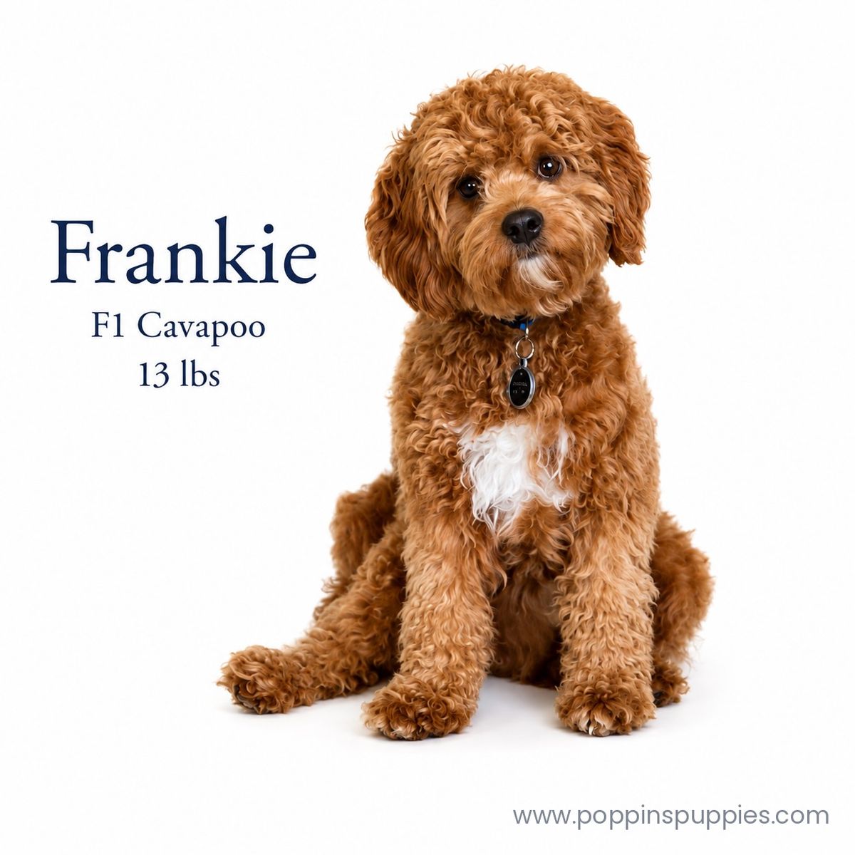 F1 Cavapoo Stud Service - Proven - Health Tested