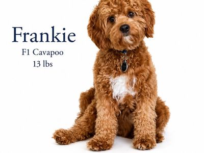 F1 Cavapoo Stud Service - Proven - Health Tested