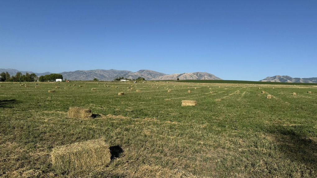 Grass Hay