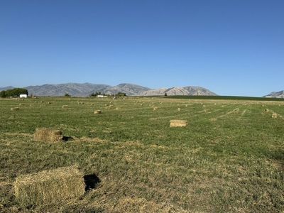 Grass Hay