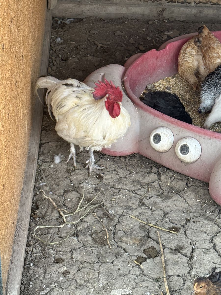 Rooster