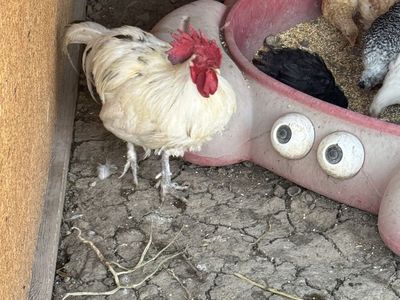 Rooster