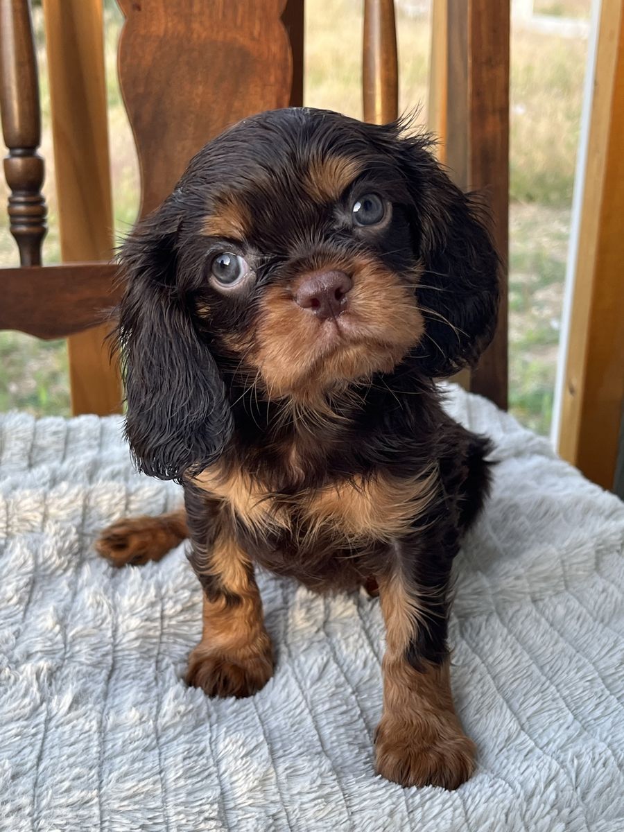 King Charles Cavaliers