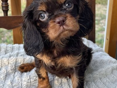 King Charles Cavaliers