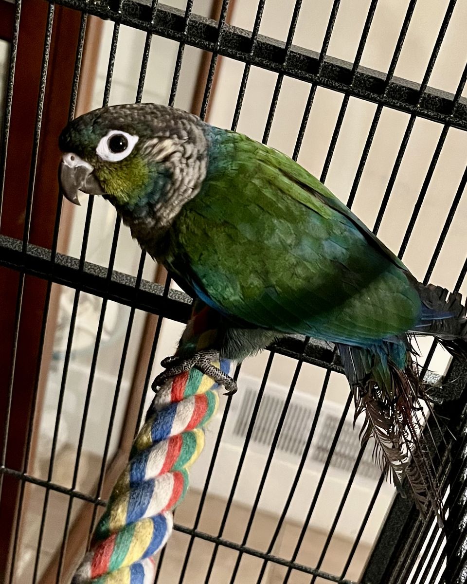 Crimson Bellied Conure