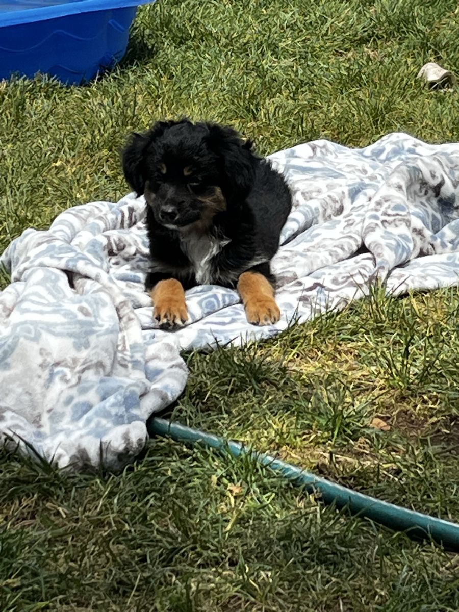 Female toy/ mini Aussie