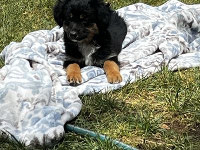 Female toy/ mini Aussie