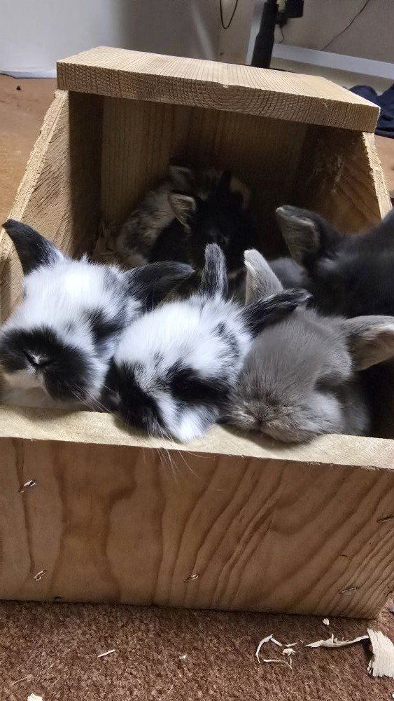 EASTER BUNNIES Holland lop babies available 4/3